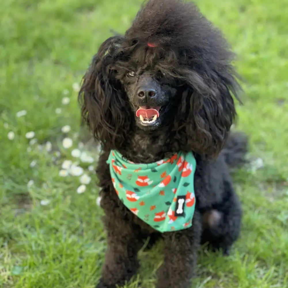 A black poodle wearing an inquisitive fox cooling bandana with fox prints and lighter green stitching