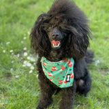 A black poodle wearing an inquisitive fox cooling bandana with fox prints and lighter green stitching