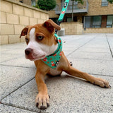 A brown and white pit bull puppy wearing an inquisitive fox cooling bandana with fox cooling and lighter green stitching