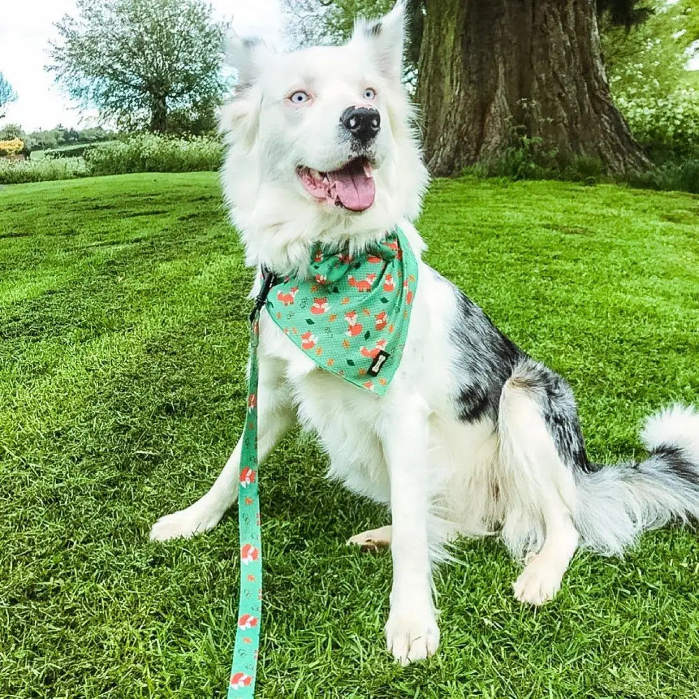 Dog wearing green inquisitive fox cooling bandana with fox print and lighter green stitching for hot days