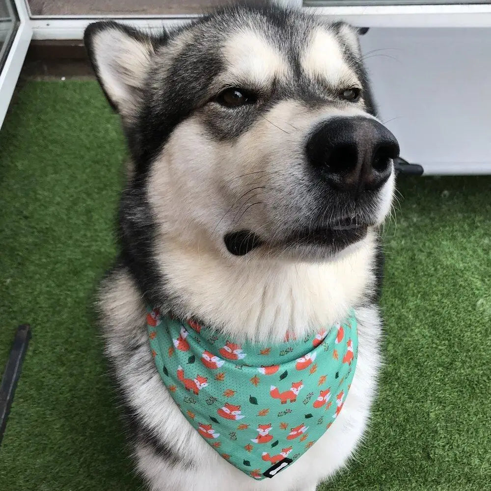 A husky wearing an inquisitive fox cooling bandana in teal with orange foxes green leaves and lighter green stitching