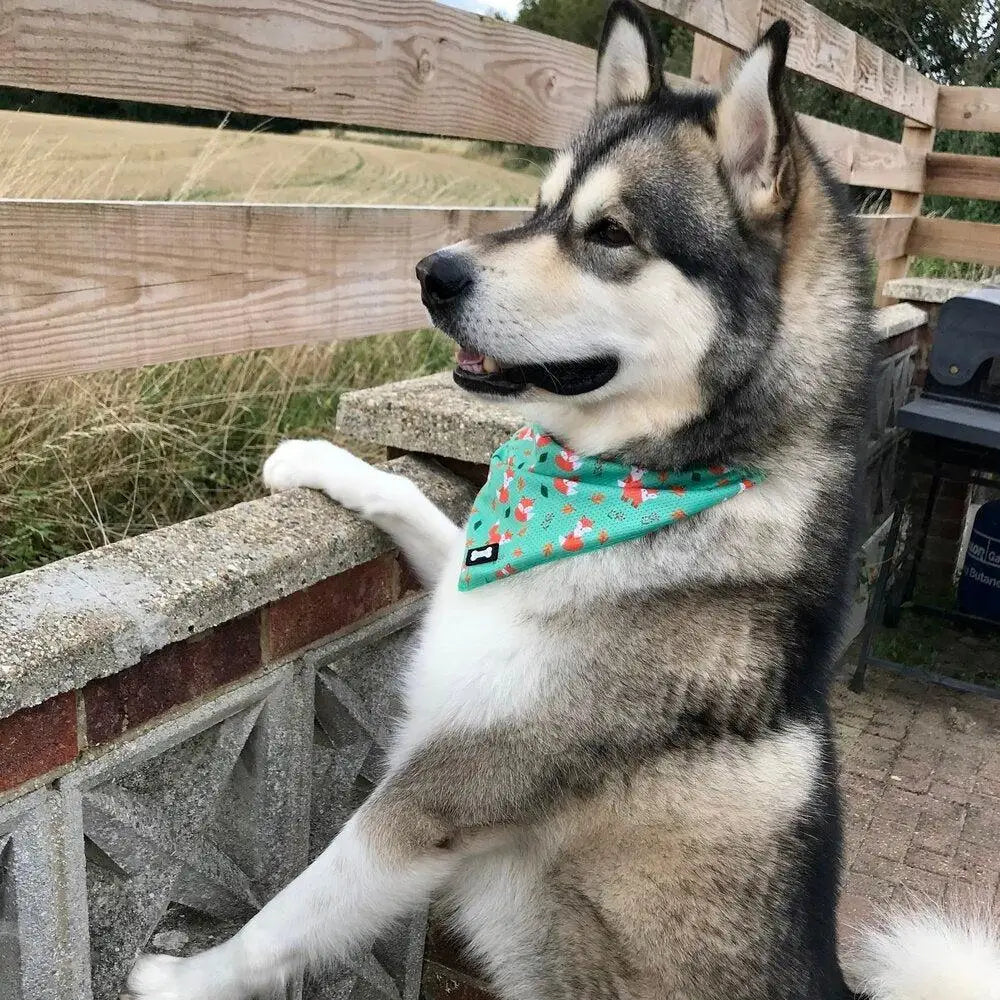 A husky wearing an inquisitive fox cooling bandana in teal with red fox patterns and lighter green stitching