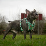 Inquisitive Fox No Pull Tactical Dog Harness – Green Fox Print, Adjustable, Step-In (XS-XL) XS 