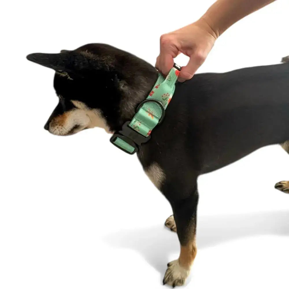 Mint green inquisitive fox tactical dog collar with floral pattern black plastic buckle for woodland style use