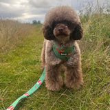 Inquisitive Fox XXS Puppy Harness Pet Products