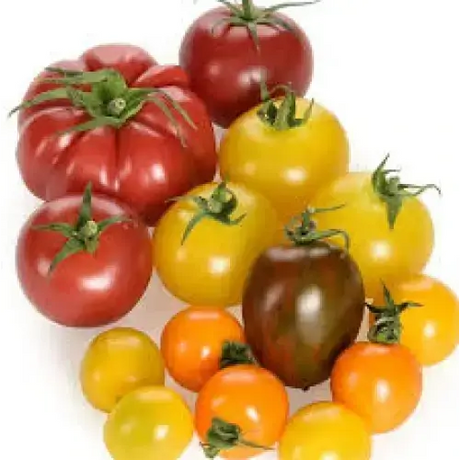 Isle Of White Tomatoes vegetables