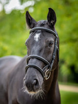 LeMieux Kudos Double Noseband Bridle Black/Silver