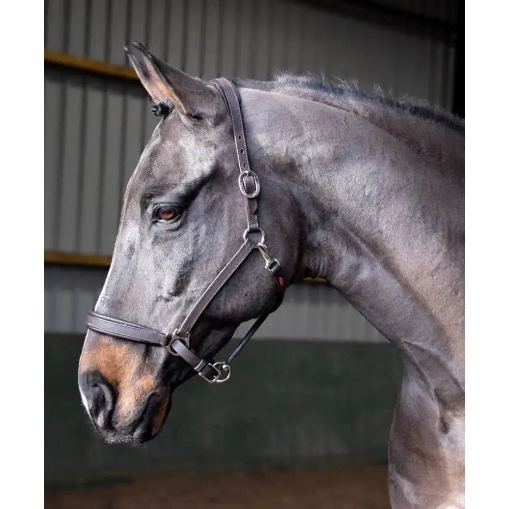 John Whitaker Ready To Ride Leather Headcollar Black Pony Headcollars Barnstaple Equestrian Supplies