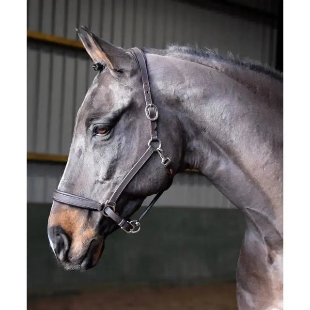 John Whitaker Ready To Ride Leather Headcollar Black Pony Leather Headcollars