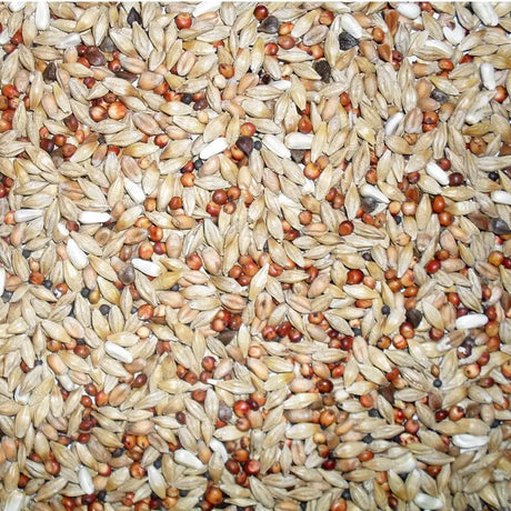 A mix of light tan brown and white seeds in jeff euro depurative pigeon mix 20 kg for healthy birds