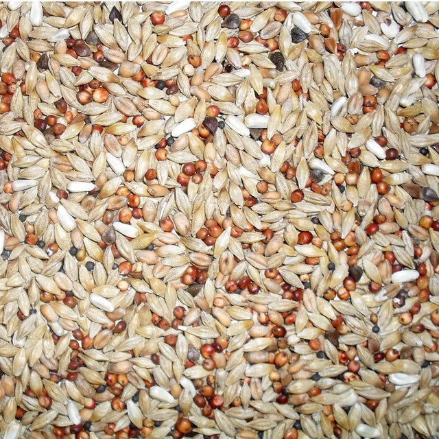 A mix of light tan brown and white seeds in jeff euro depurative pigeon mix 20 kg for healthy birds