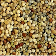 A close-up of jeff millet mixed grains showing small round quinoa in beige brown and green tones for 20 kg pack