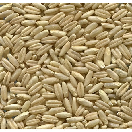 Dry light beige oat grains with smooth glossy surface in johnston & jeff naked oats 20 kg pack