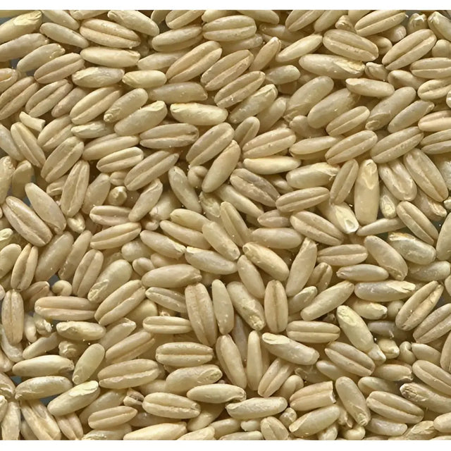 Dry light beige oat grains with smooth glossy surface in johnston & jeff naked oats 20 kg pack