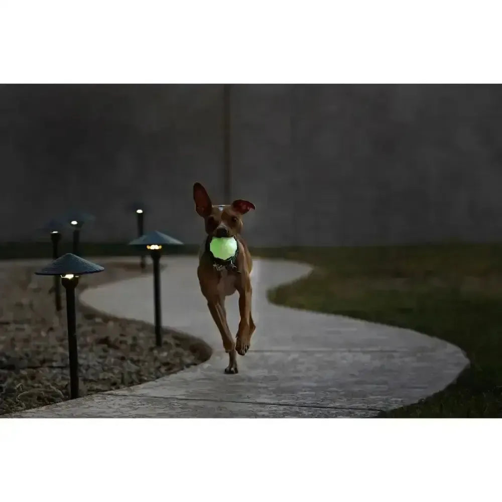 Jolly Pets Jolly Jumper Glow 3" Glow Dog Toy