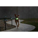 Jolly Pets Jolly Jumper Glow 3" Glow Dog Toy