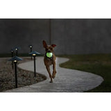 A glowing green jolly pets jolly jumper glow tennis ball in a dog’s mouth with an interesting shape for play