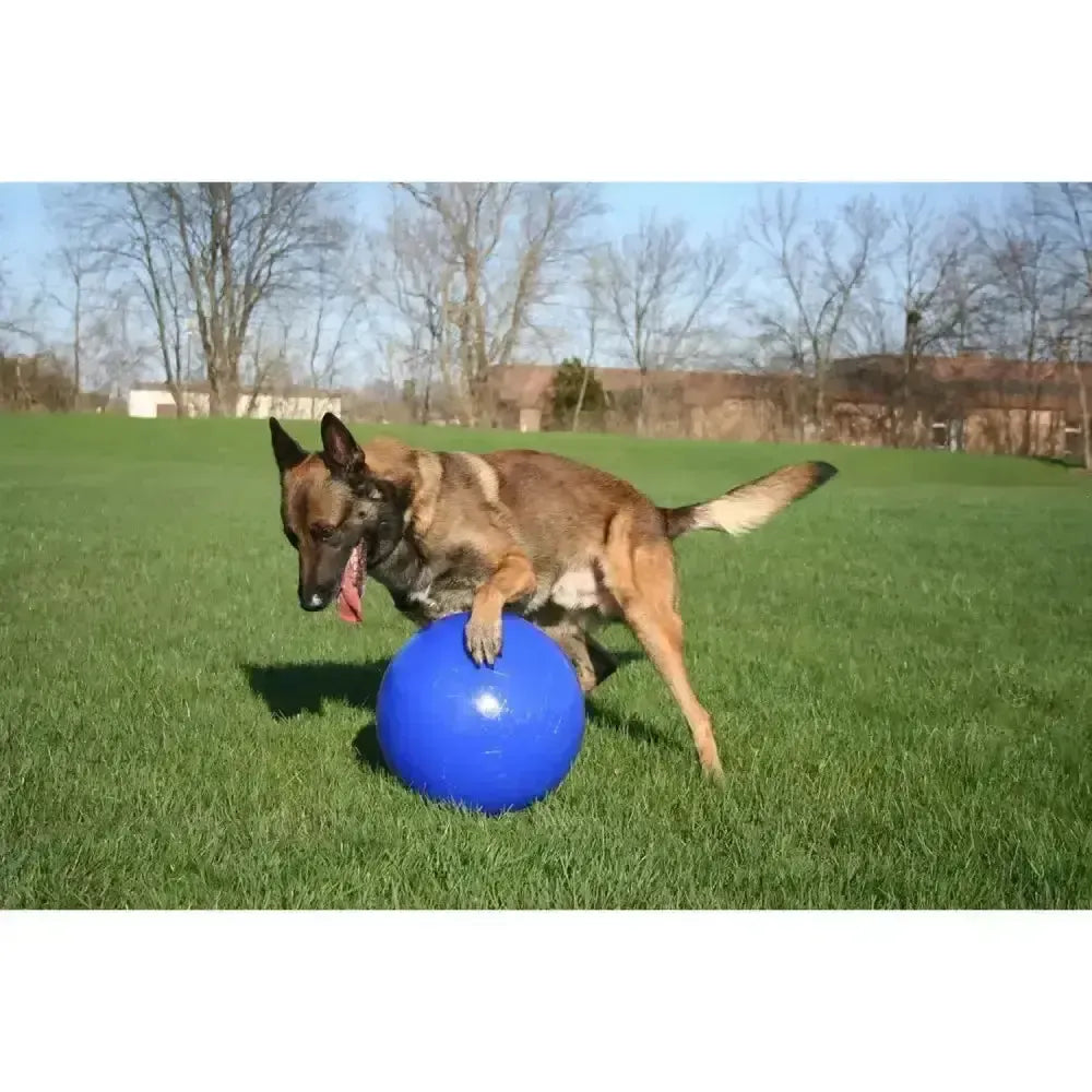 Jolly Pets Push-N-Play Blue 4.5" Blue Dog Toy