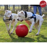 Jolly Pets Push-N-Play Red 4.5" Red Dog Toys