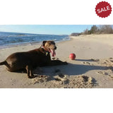 Jolly Pets Push-N-Play Red 4.5" Red Dog Toys