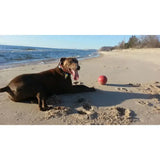 A brown dog lies on sand near a red jolly pets push-n-play baddest dog ball push-n-play red toy