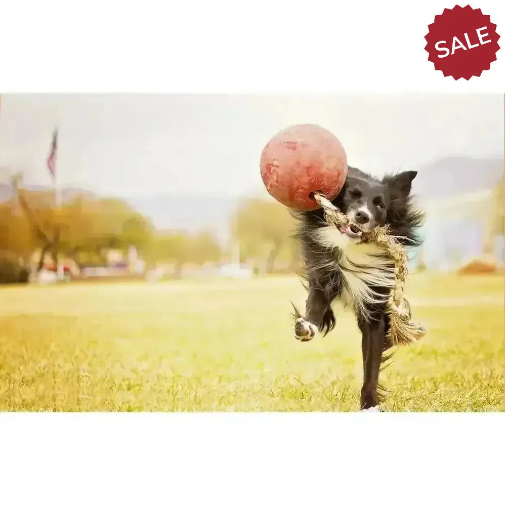 Jolly Pets Romp-N-Roll Orange 4.5" Orange Dog Toys