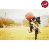 Jolly Pets Romp-N-Roll Orange 4.5" Orange Dog Toys