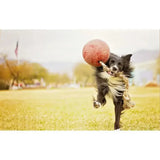 Black and white border collie carrying a red textured ball from jolly pets romp-n-roll orange toy for active play