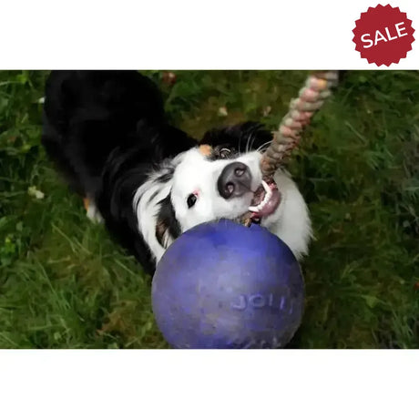 Jolly Pets Romp-N-Roll Purple 4.5" Purple Dog Toys