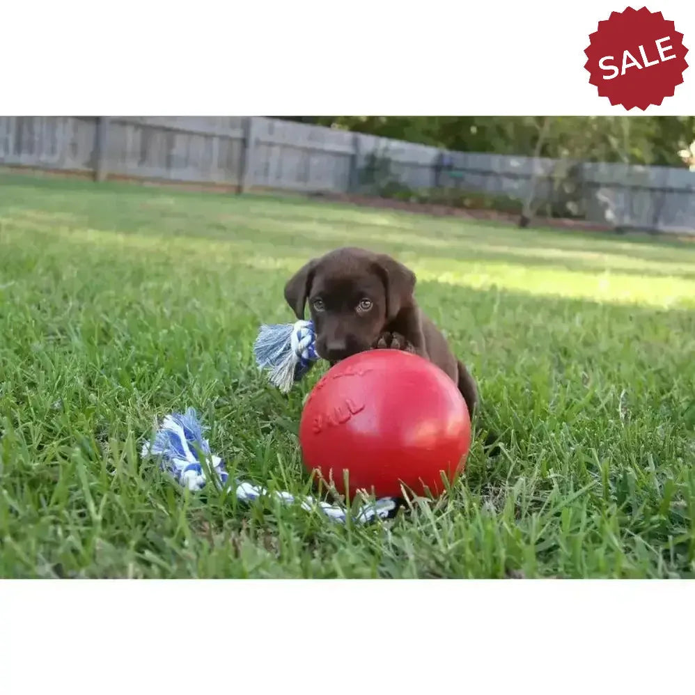 Jolly Pets Romp-N-Roll Red 4.5" Red Dog Toys