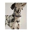 Joules Leather Dog Collar Navy Small Dog Collar