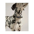 Black joules leather dog collar with silver buckle and blue stitching featuring joules decorative embellishments durable dog collar