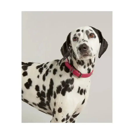 A dalmatian wearing a joules leather dog collar in bright pink with durable dog collar and joules decorative embellishments