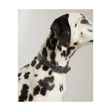 Dark blue joules leather dog collar with durable yellow stitching and metallic buckle featuring joules decorative embellishments