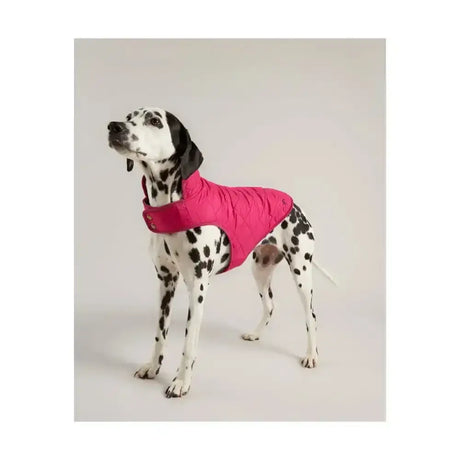 A vibrant pink joules quilted dog coat with diamond quilted padded design and adjustable collar for a snug fit