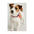 A joules rainbow stripe dog collar in colorful woven fabric with a red lucky brand tag for stylish pets