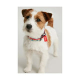 A colorful joules rainbow stripe woven dog collar with a red lucky tag perfect as a striking dog collar
