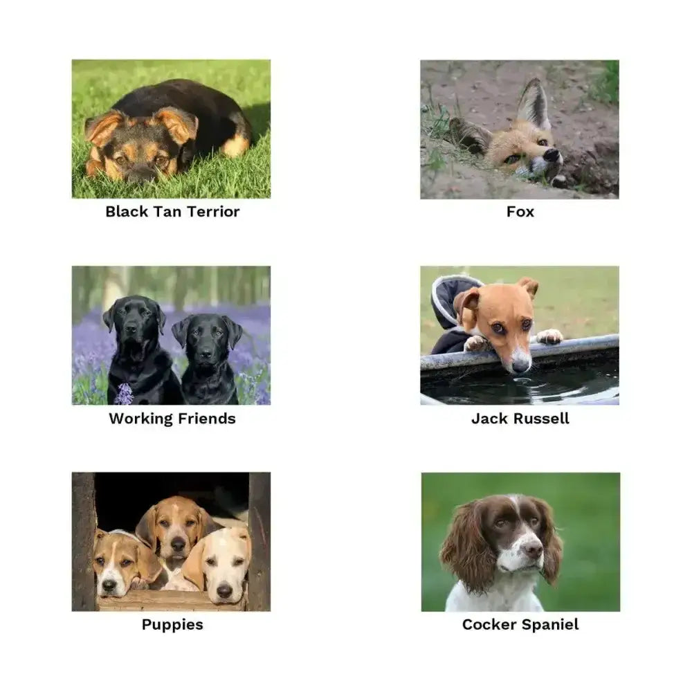 Black tan terror dog with sleek coat lying on grass on a unique greeting card from kevin milner countryside cards