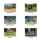 Dark bay horse with white face and leg markings galloping in grassy field on kevin milner countryside unique greeting card