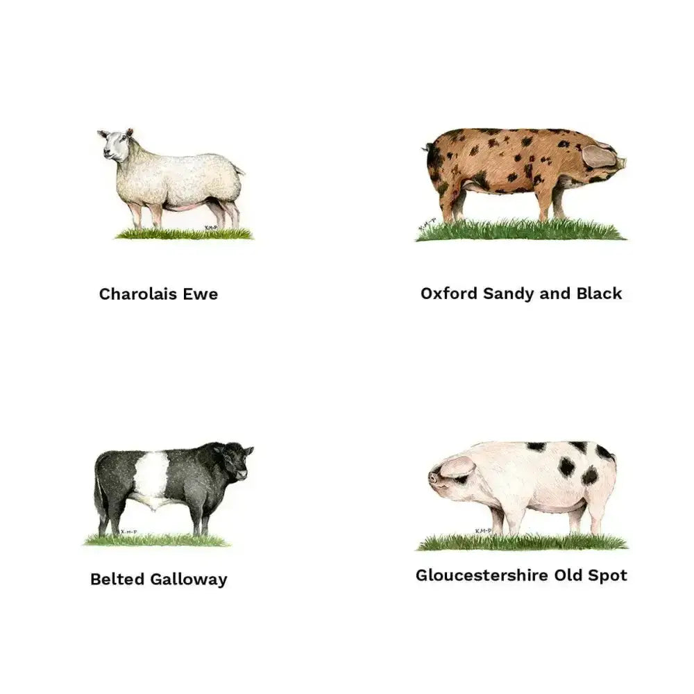 Illustrated charolais ewe with thick white wool on green grass on a unique milner countryside cards greeting card
