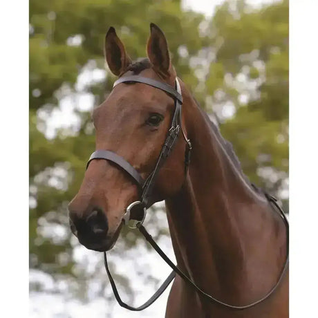 Brown horse wearing black leather kincade hunt cavesson bridle with silver hardware, flat hunt bridle style in cob size