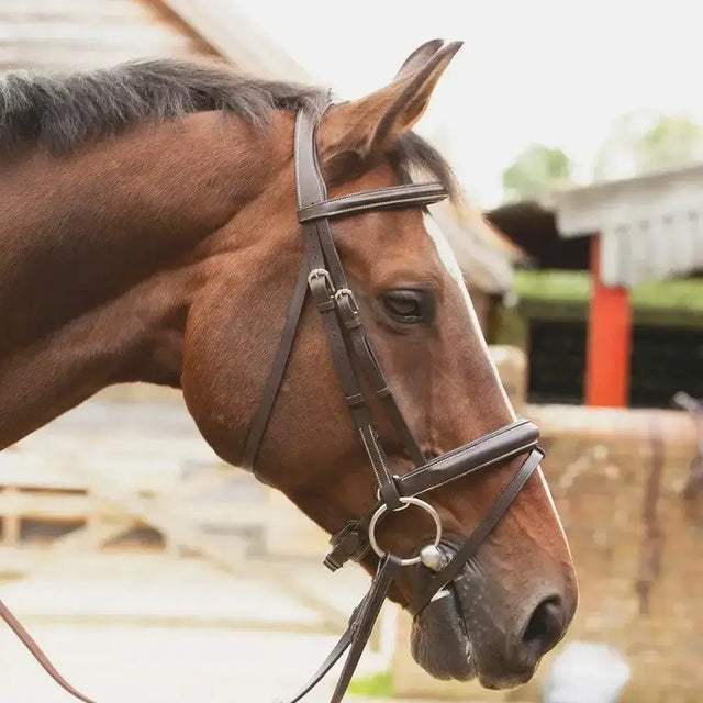 Brown horse wearing km elite competition bridle havana made of highest quality italian leather with silver hardware