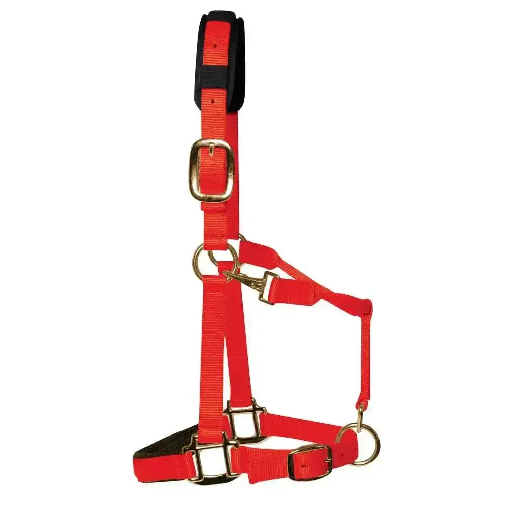 Bright red nylon km elite padded headcollar with black padded headpiece and gold-toned hardware luxurious headcollar