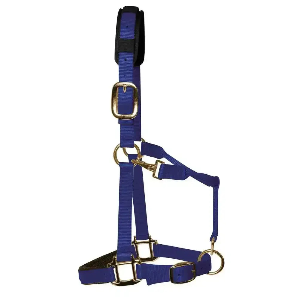 Royal blue nylon km elite padded headcollar with gold hardware and black padded headpiece for a luxurious fit