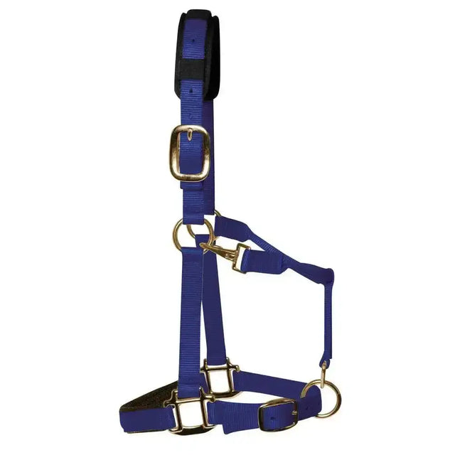 Royal blue nylon km elite padded headcollar with gold hardware and black padded headpiece for a luxurious fit
