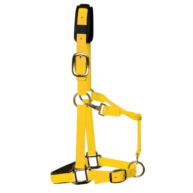 Bright yellow km elite padded headcollar with black padding and silver hardware for a luxurious head collar look