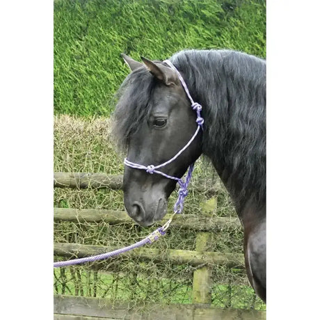 Purple braided rope halter with adjustable knots and metal buckle from KM Elite high quality adjustable rope halter purple