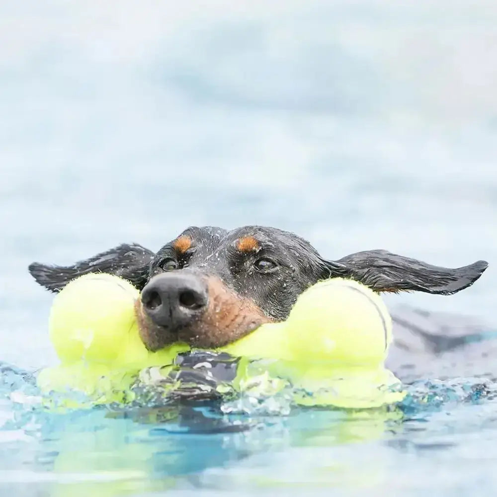 A wet black and tan dachshund swims holding a bright yellow kong airdog squeaker bone tennis ball toy in its mouth