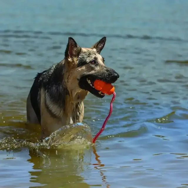 Kong Aqua Medium Dog Toys
