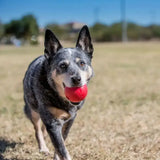 A red textured kong ball made of durable rubber held in a dogs mouth as a tough dog toy